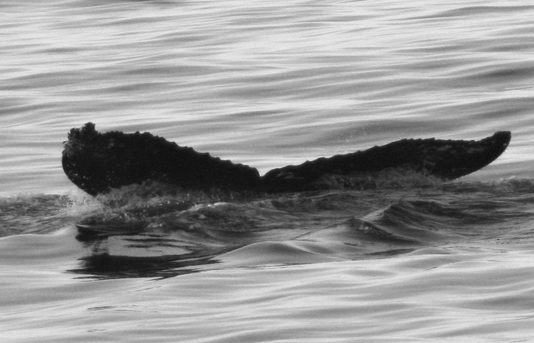 Fluke of BCX0195