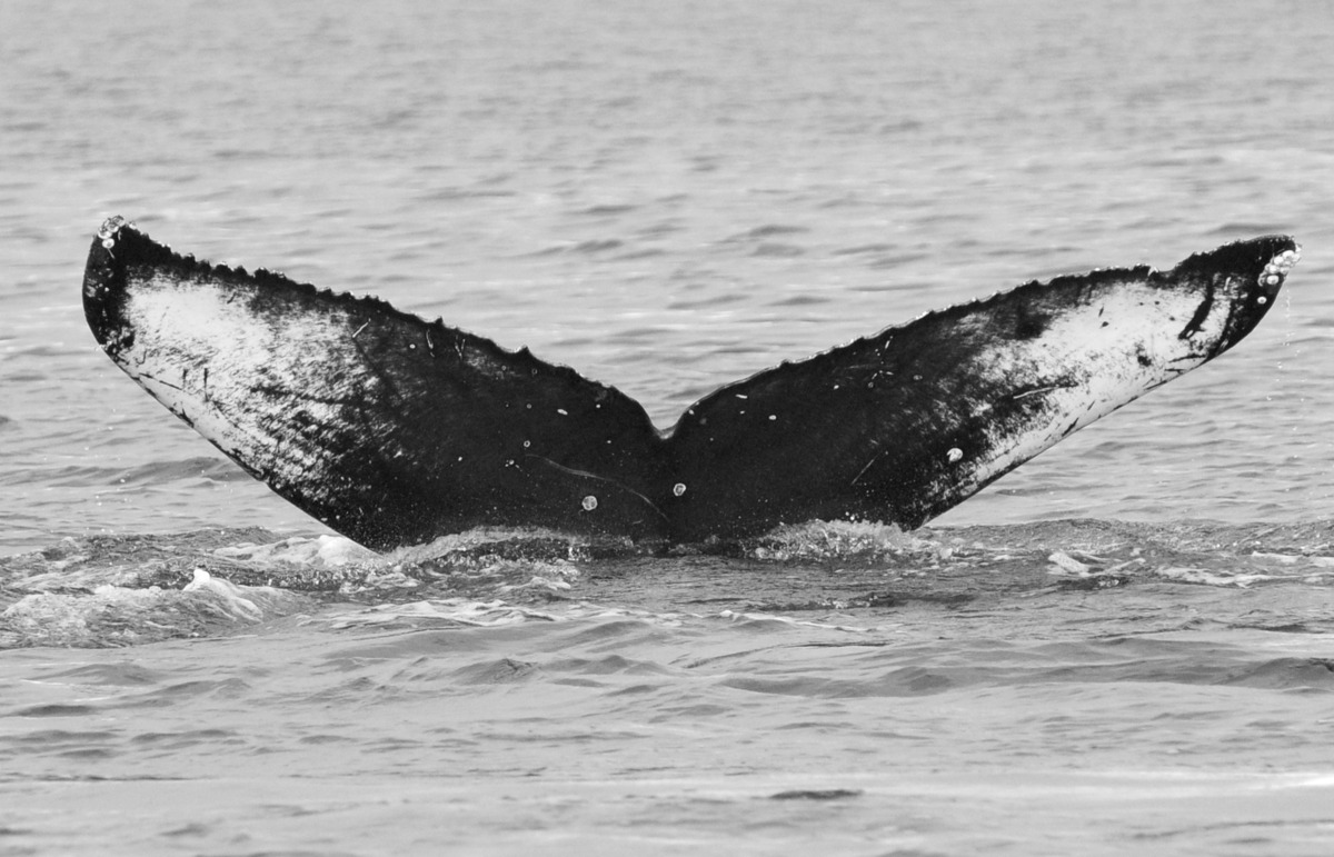 Fluke of SEAK-5483