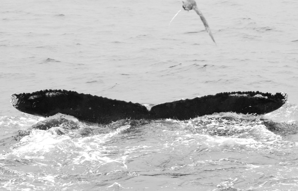 Fluke of BCX1325