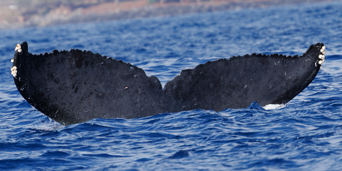 Fluke of BCX0959