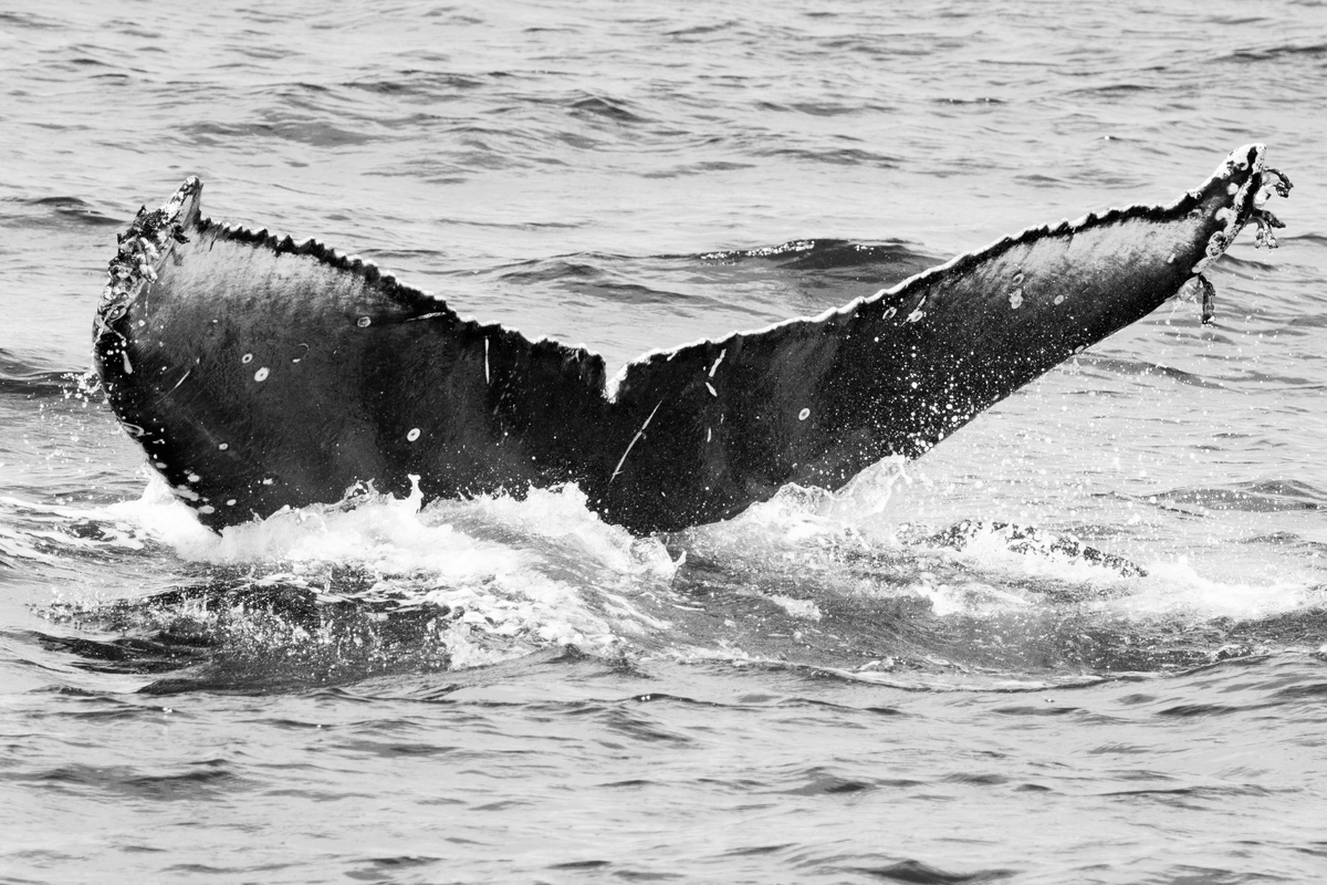 Fluke of CRC-16509