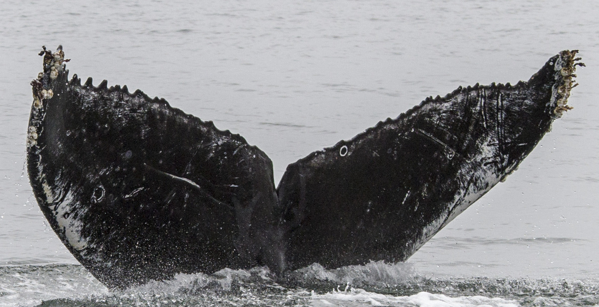 Fluke of CRC-16586