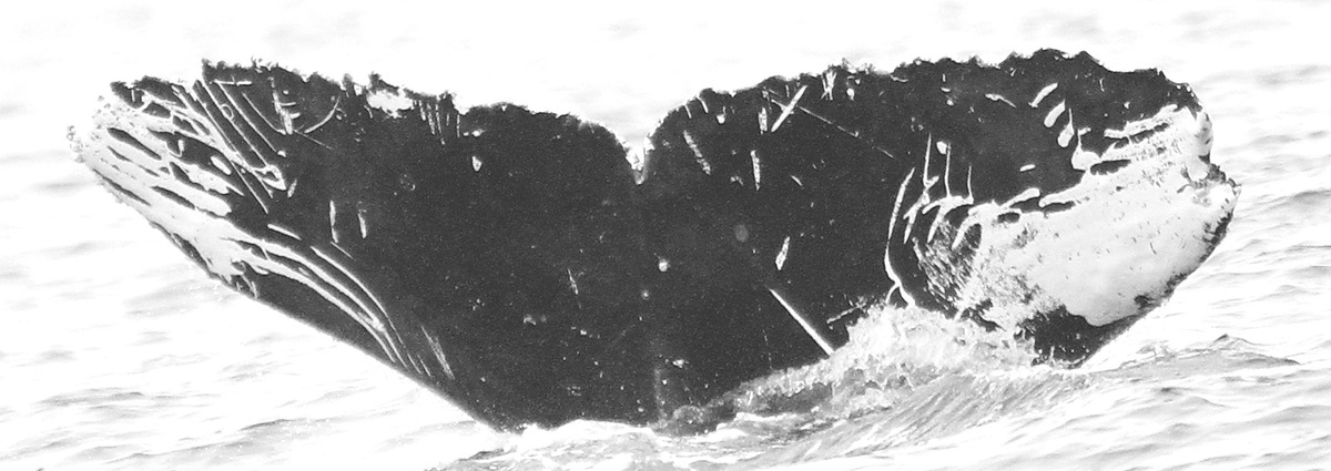 Fluke of CRC-13589