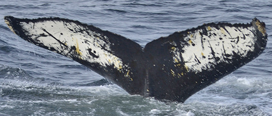 Fluke of HW-MN1300340