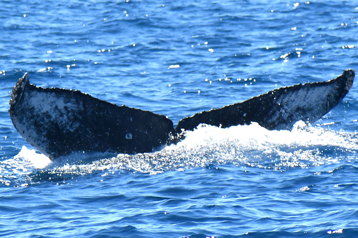 Fluke of MMAPE_BCS_0051