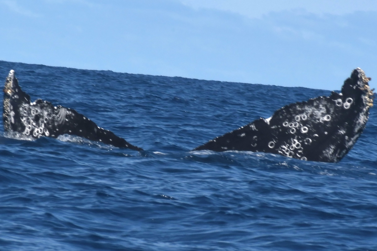 Fluke of MMAPE_Rev_0014