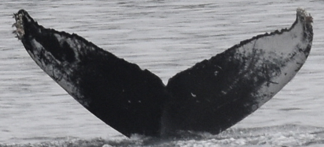 Fluke of HW-MN0401329