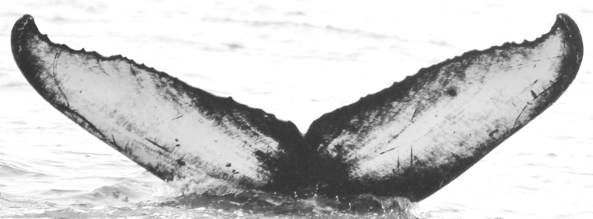 Fluke of CRC-15455