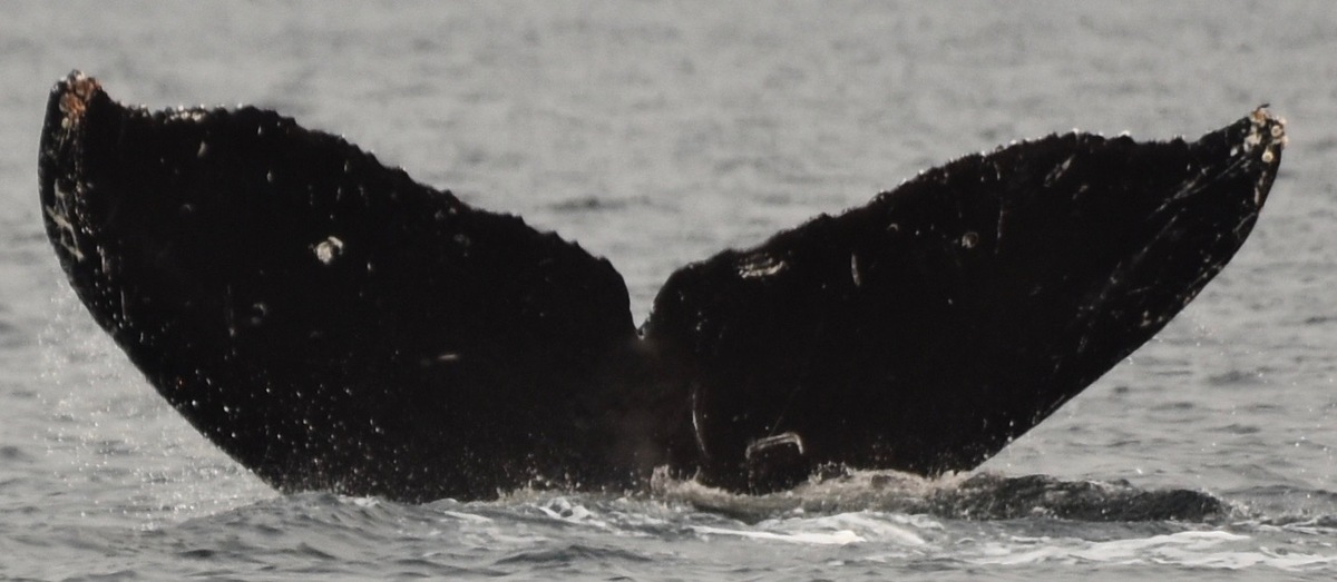 Fluke of Crescent (Salish Sea)