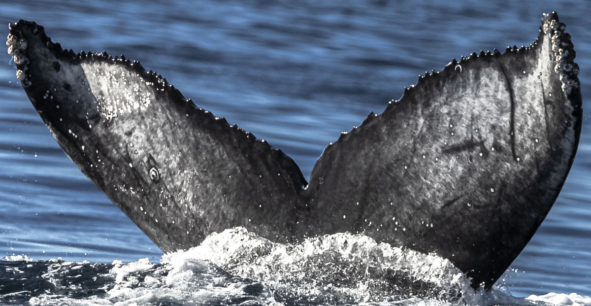 Fluke of CRC-19768