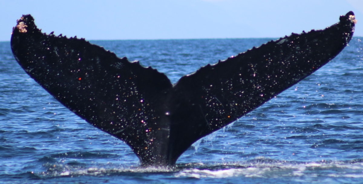 Fluke of Arial (British Columbia)