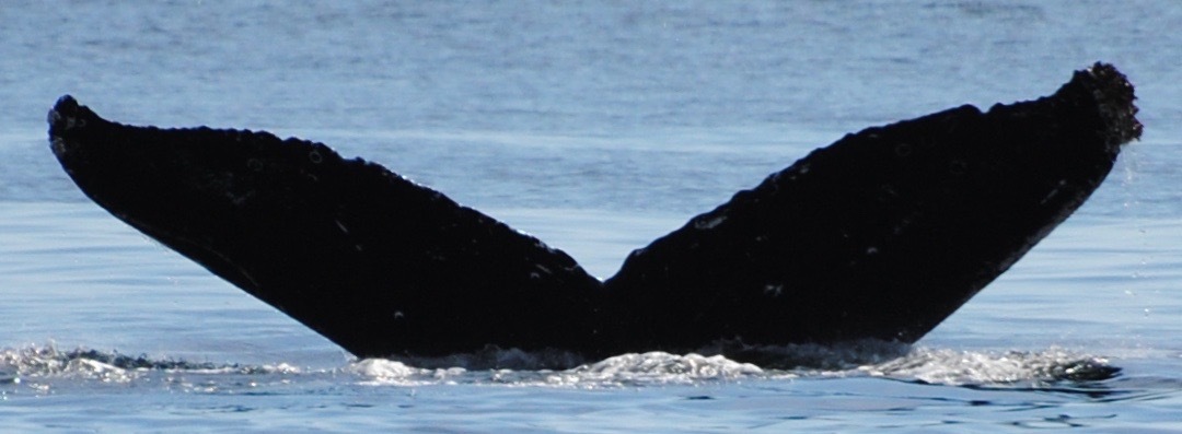 Fluke of Nick (British Columbia)
