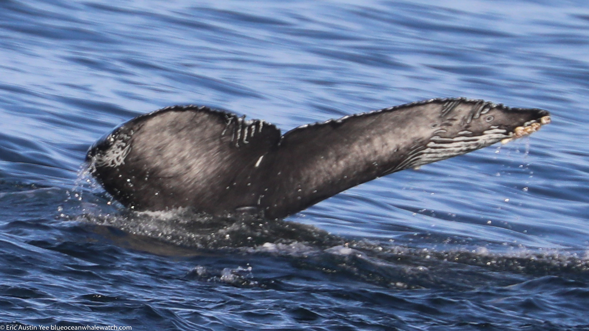 Fluke of 2020-2021 calf of FIBB-5BB688