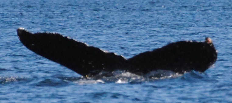Fluke of Spotlight (British Columbia)