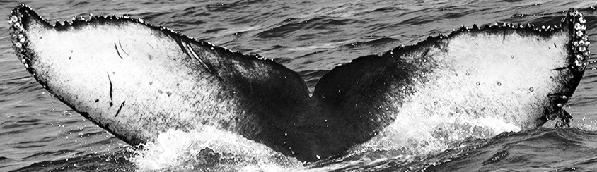 Fluke of CRC-15604