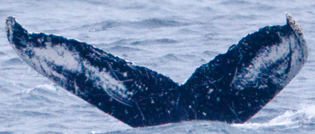 Fluke of Ichthus (Juneau) aka Barbilophozia (FS)