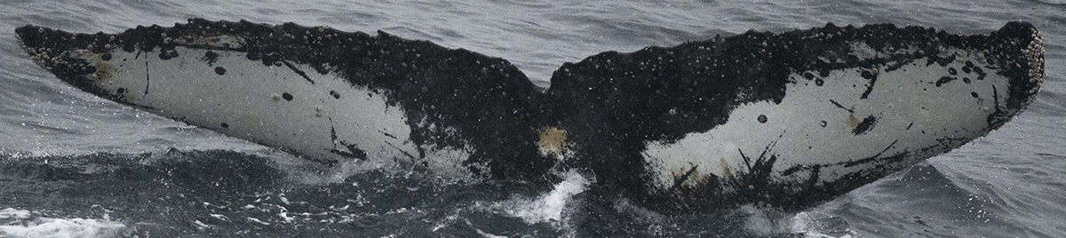 Fluke of HW-MN1303607
