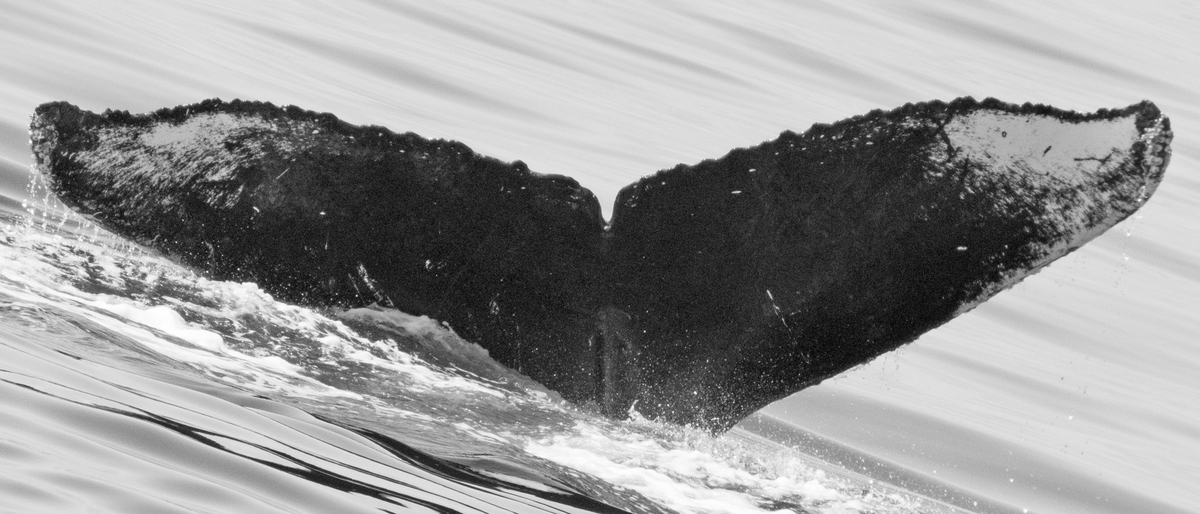 Fluke of CRC-11620