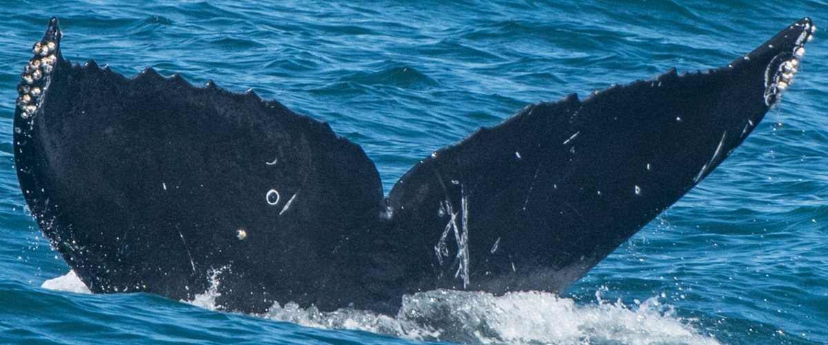 Fluke of CRC-17146