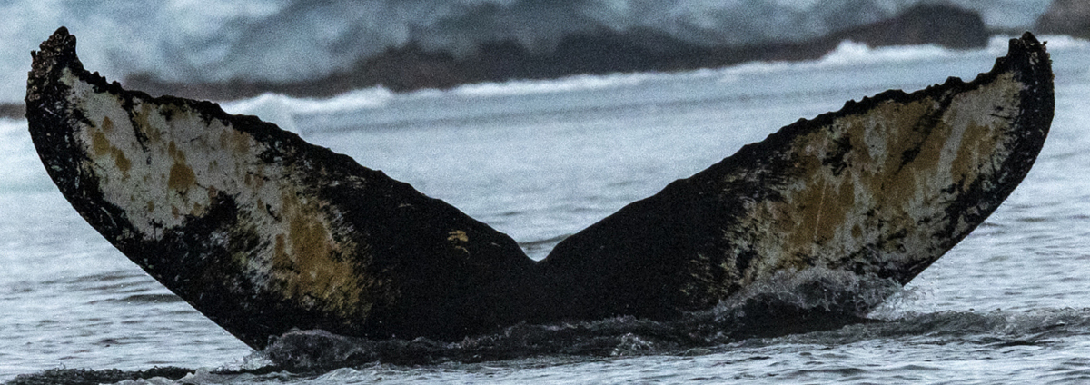 Fluke of HW-MN1303613