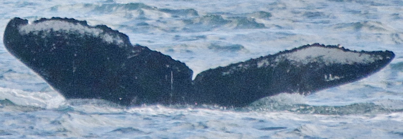 Fluke of PWF-NP_5925