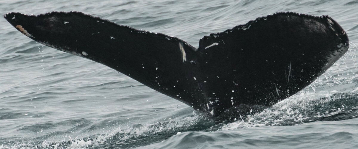 Fluke of Midnight (California)