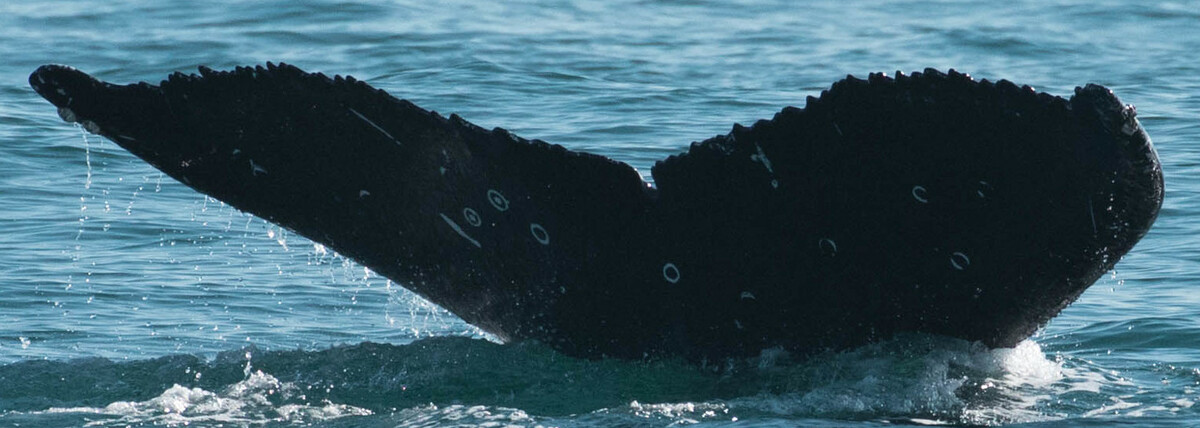 Fluke of Eros (Salish Sea)