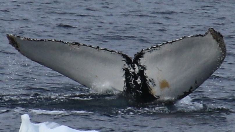 Fluke of HW-MN1303648