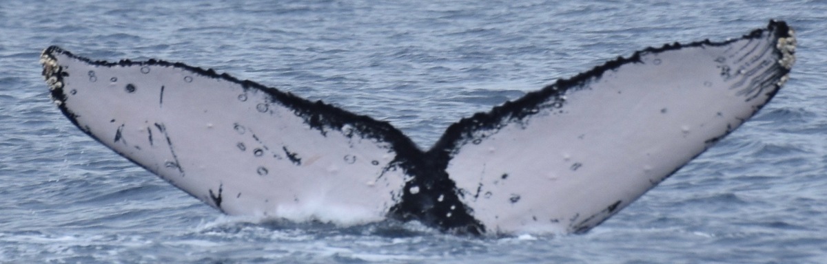 Fluke of HW-MN0400380