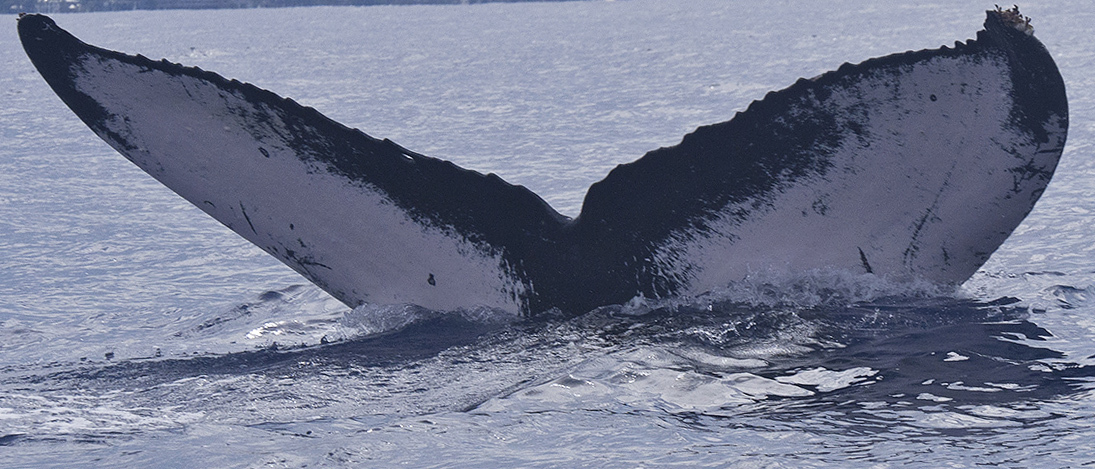 Fluke of HW-MN0400382