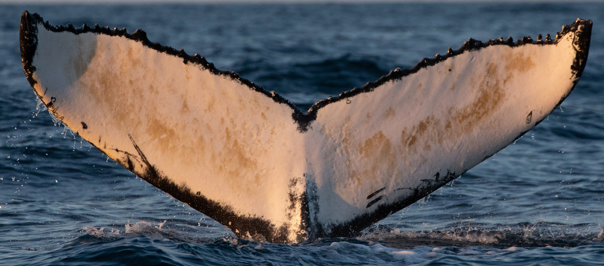 Fluke of Amoebozoa (Husavik)