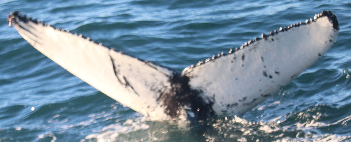 Fluke of HW-MN0102601