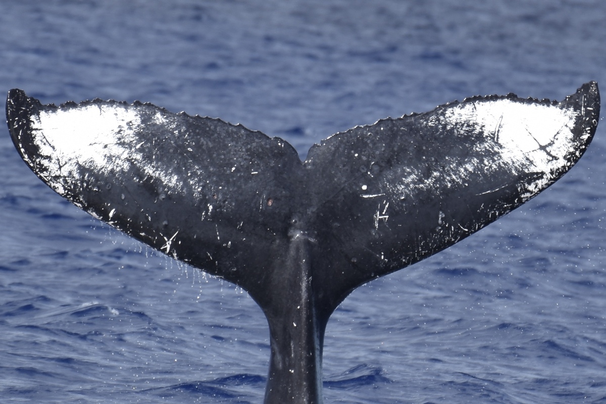 Fluke of HW-MN0443486
