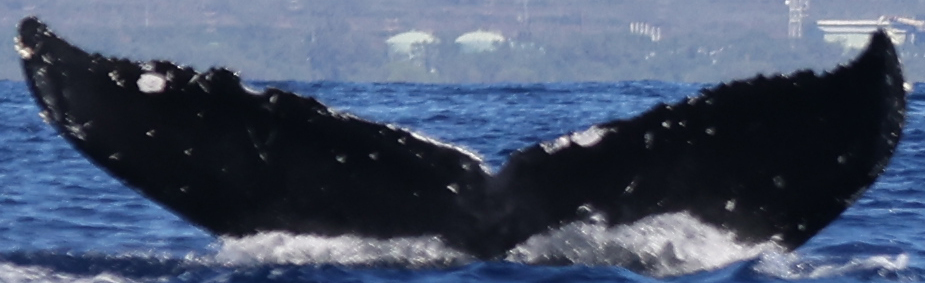Fluke of HW-MN0443490