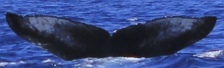 Fluke of HW-MN0443491