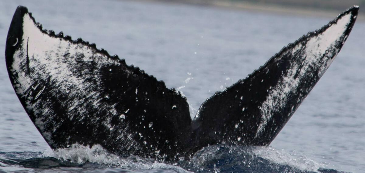 Fluke of HW-MN0443498