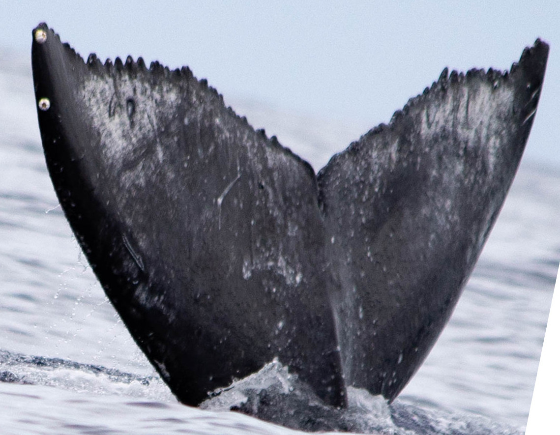 Fluke of HW-MN0443500