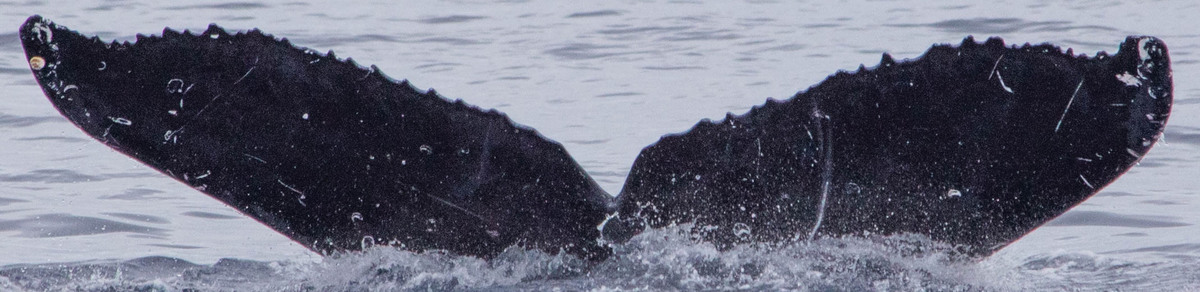 Fluke of HW-MN0443501