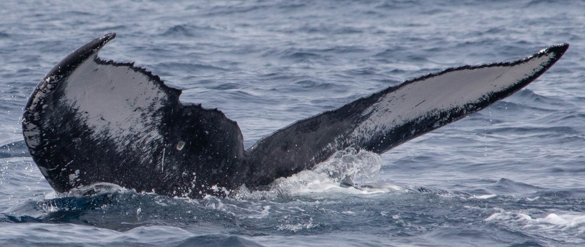 Fluke of HW-MN0443502
