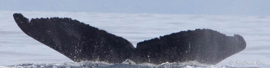 Fluke of HW-MN0443504