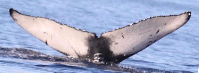 Fluke of HW-MN0443510