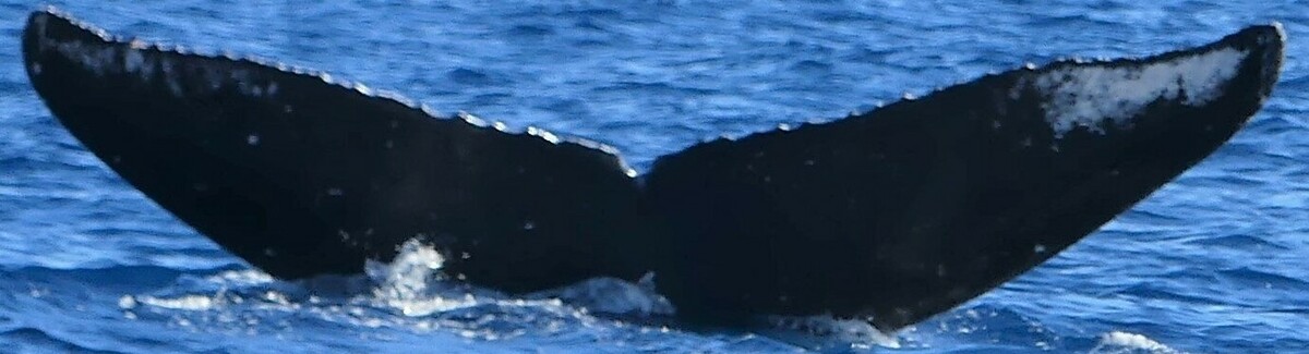 Fluke of HW-MN0443511