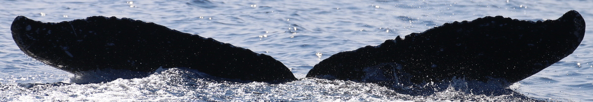 Fluke of HW-MN0443513
