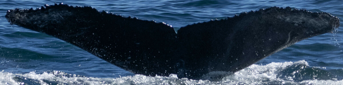 Fluke of CRC-19758