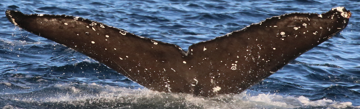 Fluke of CRC-19755