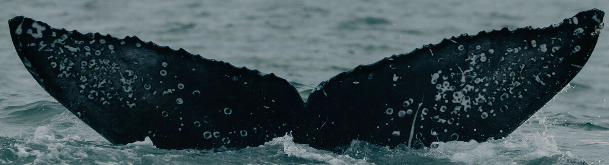 Fluke of CRC-19753