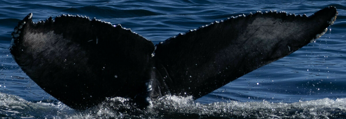 Fluke of CRC-19748