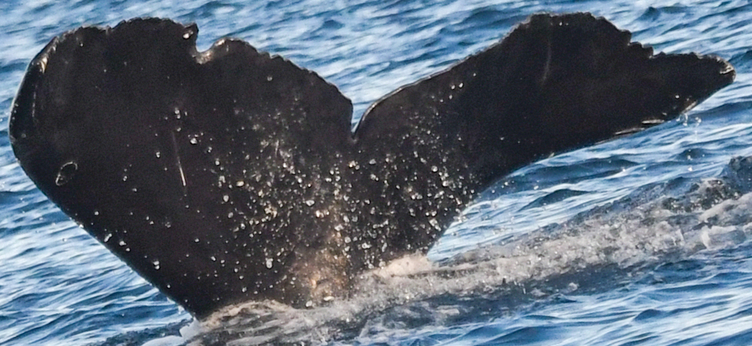 Fluke of CRC-19745