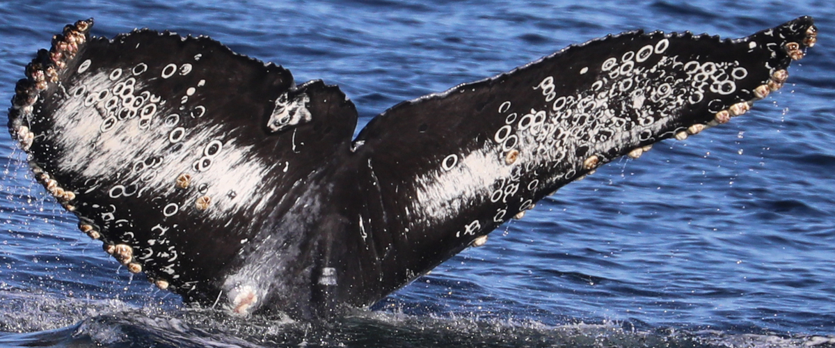Fluke of CRC-19738