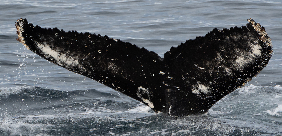 Fluke of HW-MN1303665